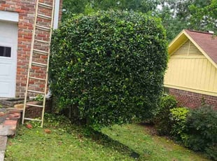 Bush Trimming by Jabree Smith for Sally D. in Birmingham, AL