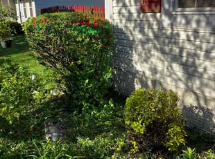 Bush Trimming by Daniel Bunch for Michael S. in Hilliard, OH
