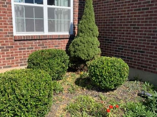 Bush Trimming by Daniel & Luke Feist for Kevin C. in Liberty Township, OH