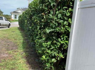 Nick A.'s Bush Trimming service result