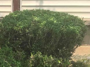 Bush Trimming by Jay Baker for Maria J. in Lorain, OH