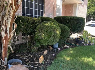 Bush Trimming by Louis Nelson for Tamera B. in Arlington, TX