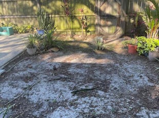 Leaf Removal by Isaiah Fiechtner for Denise M. in Tampa, FL