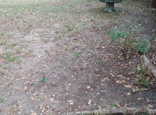 Leaf Removal by Alan Hollis for Austen W. in Tallahassee, FL