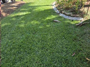 Savannah C.'s Lawn Mowing service result