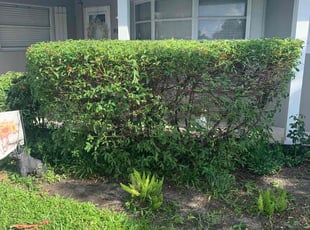 Bush Trimming by Dewante Deas for Jade G. in Deerfield Beach, FL
