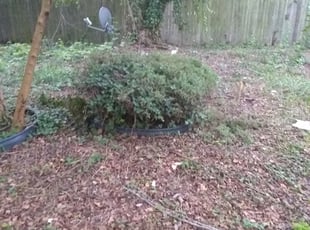 Bush Trimming by Robert Gulish for Deshawn S. in Portsmouth, VA