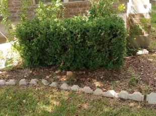 Bush Trimming by Jesus Cepeda for Jennifer S. in Austin, TX