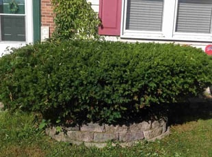 Bush Trimming by Bernard Frampton for Tracie P. in Abingdon, MD