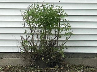 Paige J.'s Bush Trimming service result