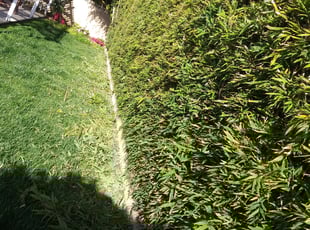 Bush Trimming by Cesar Flores for Scott G. in Huntington Beach, CA