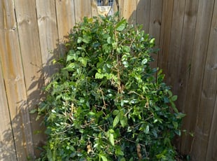 Bush Trimming by Gary Allen for Samuel A. in New Orleans, LA