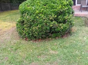 Bush Trimming by Willie Williams for Ricky C. in Newport News, VA