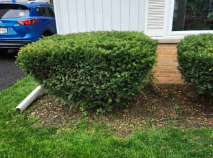 Bush Trimming by Ronnie Anderson for Karen L. in West Allis, WI