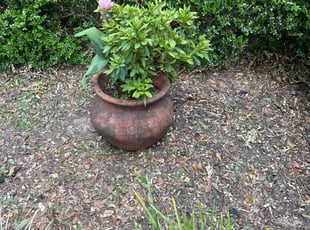 Weeding by Paul Tollefson for Cheryl F. in Tallahassee, FL