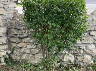 Bush Trimming by Harold Mabin Jr for Linda A. in Kansas City, MO