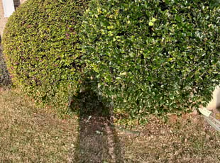 Bush Trimming by Stephen Mathis for Steven T. in Blythewood, SC