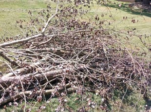 Cleanups by Montgomery Roberts for Troy S. in Marietta, GA
