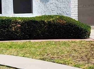 Sharon G.'s Bush Trimming service result