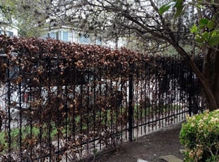 Bush Trimming by Ramon Flores for Charles S. in Houston, TX