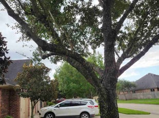 Mike P.'s Lawn Service service result