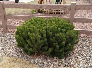 Bush Trimming by Jamill Pacheco for Matthew C. in Colorado Springs, CO