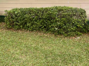Bush Trimming by Herschell Bradley for Wissam S. in Tallahassee, FL