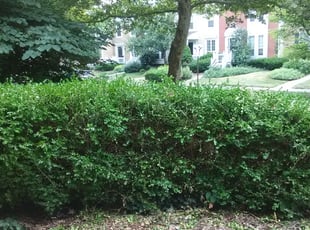 Bush Trimming by Amanda Boggs for Laura C. in Columbus, OH