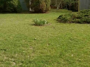 Sadie C.'s Yard Cutting service result