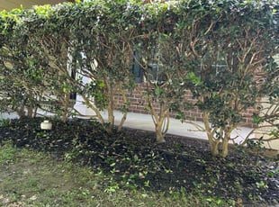 Bush Trimming by Teri Monsour for Julena B. in Canton, GA
