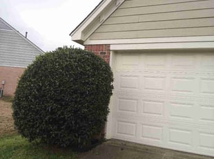 Bush Trimming by Jerome Borders for Michael D. in Southaven, MS