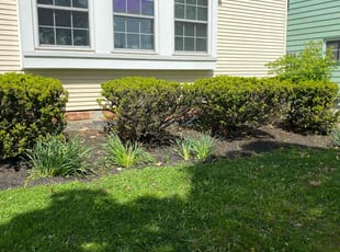 Weeding by Tefel Rivera for Samantha S. in Cleveland, OH