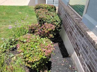 Bush Trimming by Reginaldo Perez for Roger T. in Austin, TX
