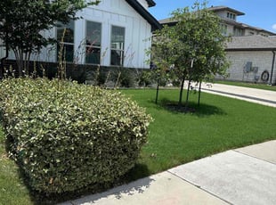 Lloyd K.'s Lawn Mowing service result