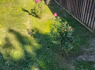 Landscaping by Adrian Gonzalez for Sela M. in Long Beach, CA