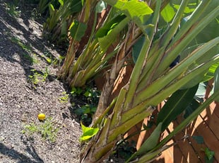 Leaf Removal by Santos Pereira for Devin C. in Los Angeles, CA