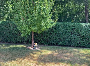 Bush Trimming by Aldo Mancha for Monica B. in San Antonio, TX