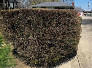 Bush Trimming by Gilberto Garcรญa for Cinnamon Z. in Indianapolis, IN