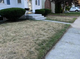 Bush Trimming by Randy Regis for Peter E. in Boston, MA