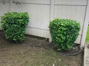 Bush Trimming by Robert Edwards for Nycole B. in Wilmington, DE