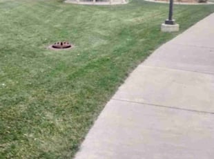 Leaf Removal by Tim Martin for Jack B. in Minneapolis, MN