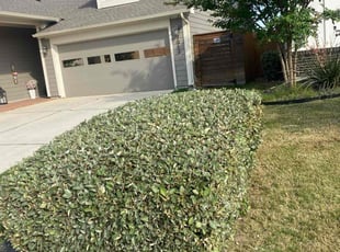 Bush Trimming by Rosa Reyes for Michael T. in Austin, TX