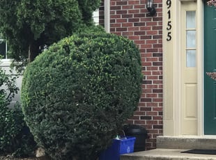 Bush Trimming by Jason Scott for Lisa K. in Germantown, MD