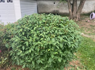 Bush Trimming by Logan Johnson for Nick S. in Cincinnati, OH