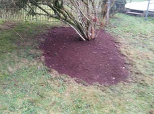 Weeding by Coben Varland for Laura H. in Bothell, WA