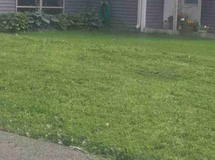 Sarah S.'s Lawn Care service result