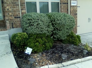 Bush Trimming by Duane Cotton for Francisco R. in San Antonio, TX
