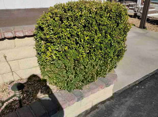 Bush Trimming by Aaron Belcher for Riley N. in Rancho Cucamonga, CA