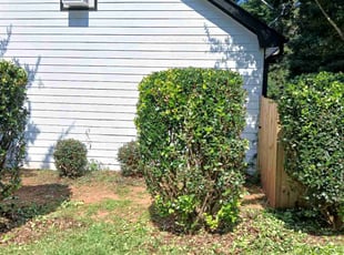 Constance H.'s Bush Trimming service result