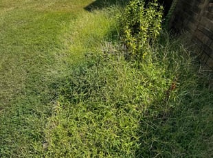 Weeding by Courtland Davis for Teona B. in Lawrenceville, GA